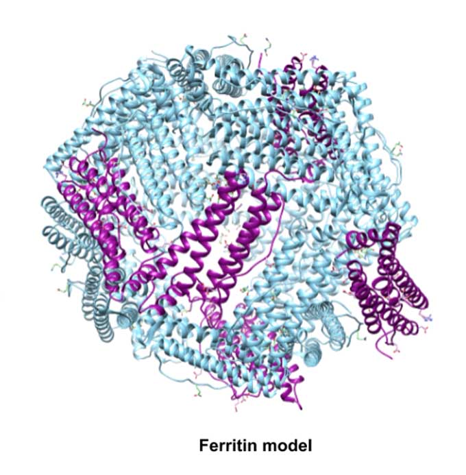 Ferritin【铁蛋白单克隆抗体】POCT配对说明书(图1)
